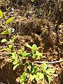 Caatinga puffbird nest opening