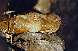 A pair of brownish birds with small white spots along their breast and wings and long whiskers around their beaks, sitting on a rock outcrop. The photograph is taken in the dark and their eyes reflect the light of the flash.