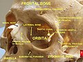 Lacrimal bone