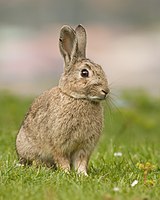 A small, light-brown rabbit with upright ears sat on some grass.