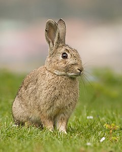 European rabbit, by JJ Harrison