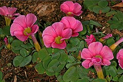 Description de l'image Oxalis purpurea 0179.jpg.