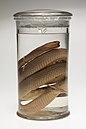 Preserved snake, pale brown, coiled inside a glass with preserving spirits on an empty background