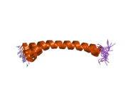 2d2p: The solution structure of micelle-bound peptide