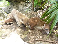 Pair of South American coatis at Xel-ha aquatic theme park in Quintana Roo, Mexico