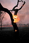 Wildfire in the Emas National Park, Brazil Photograph: Mario Barroso