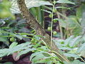 Phyllanthus juglandifolius