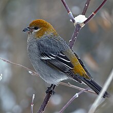 A female pine grosbeak perched on a snowy tree branch