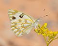 銀青雲粉蝶 Pontia glauconome