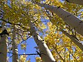 Quaking Aspens (September 2005)