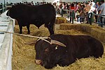 phot couleur de taureaux, l'un noir, l'autre brun chocolat. les animaux sont musclés sur une ossature épaisse avec des cornes fortes, courtes et droites, perpendiculaires au front. Le mufle est rosé.