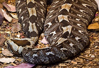 Fully adult B. nasicornis resting flattened at Cincinnati Zoo, USA