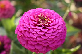 Zinnia elegans'