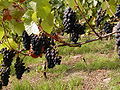 Rote Weintrauben am Rande des Fränkischen Rotwein Wanderwegs an einem sonnigen Oktobertag