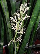 Sansevieria trifasciata en fleur