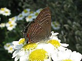 Adult, ventral view of wings.