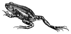 Description de l'image Semnodactylus wealii.jpg.