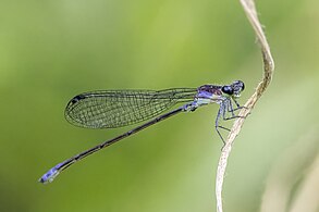 Sky-blue dancer A. medullaris female