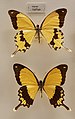 Papilo dardanus museum specimen