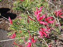 রোজমেরি/ Grevillea rosmarinifolia