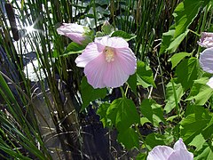 Description de l'image Swamp Rose Mallow.jpg.