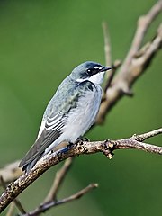 Mangrove swallow