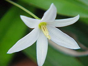 Talbotia elegans, flor.