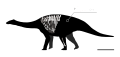 Skeletal diagram