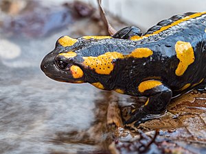 49. Platz: Ermell mit Feuersalamander im Bach oberhalb von Tiefenstürmig im Landkreis Bamberg