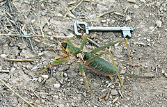 Description de l'image Unidentified grashopper 0190.jpg.