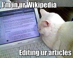 Lolcat or Cat Macro with white cat on laptop computer