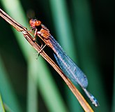 Xanthagrion erythroneurum, Австралия