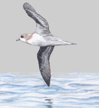 Zino's petrel