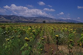 Сончогледи во Пелагонија