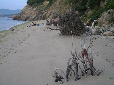 漂着物としては比較的よく見られる流木（淡路江井崎）