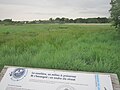 Le marais de la Goden : la roselière.