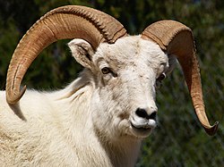 A Dall sheep with horns.