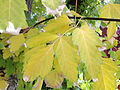 Autumn leaf color