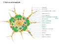 Representation of a Chlorarachniophyte