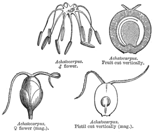 Achatocarpus spp.