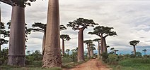 Avenue of the Baobabs near Morondava