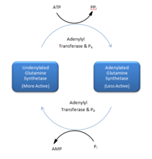 Glutamine Synthetase Dodecamer.