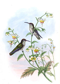 Description de l'image Agyrtria taczanowskii - Gould.jpg.