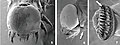 Last instar larva: 5. Head, frontal; 6. Head, lateral, with prothoracic gland (adenosma) indicated; 7. Crochets, with subapical tooth indicated