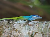 Im botanischen Garten von Cienfuegos