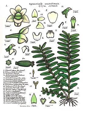 Appendicula australiensis