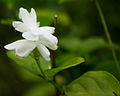 Arabian jasmine (বেল ফুল), Kolkata, West Bengal, India