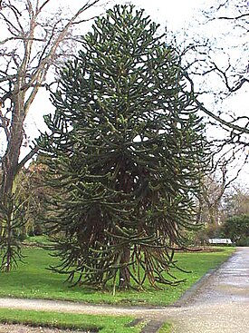 Араукария чилийская (Araucaria araucana)