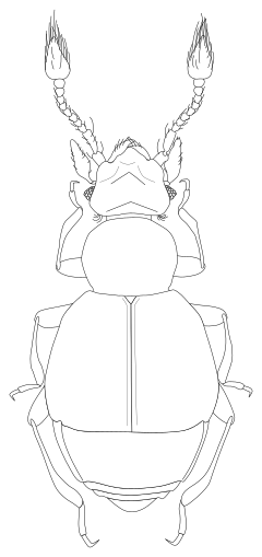 Description de l'image Armariolus praepilatus.svg.