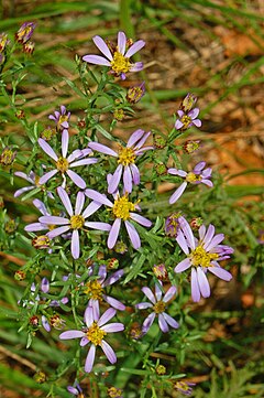 Description de l'image Asteraceae - Galatella sedifolia.jpg.